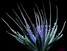 Agave utahensis var. for sale  Redwood City