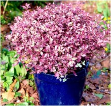 Dwarf pittosporum tenuifolium for sale  PRESTON