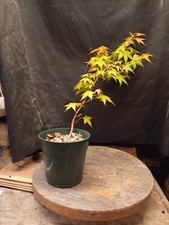 Sango kaku japanese for sale  Morgan