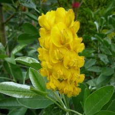 Cytisus battandieri 9cm for sale  BECCLES