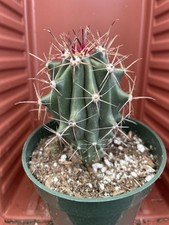 barrel cactus for sale barrel cactus for sale Gilroy