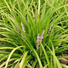 Liriope spicata plants for sale  Decatur