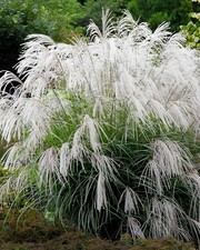 Miscanthus sinensis champagner gebraucht kaufen  Goch
