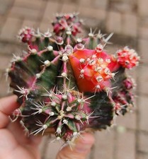 nice succulents for sale nice succulents for sale Indianapolis