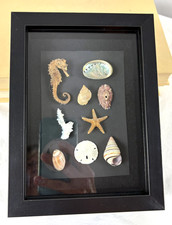 Seashell shadow box for sale  Savage