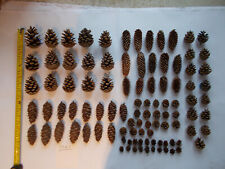 Assortment pine cones for sale  LARGS