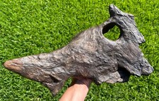 Brachyceratops partial dinosau for sale  Coppell