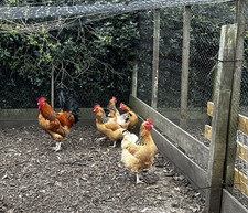 Buff sussex eggs for sale  BARNOLDSWICK