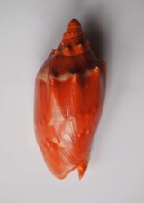 Cymbiola aulica d'occasion  Gazeran