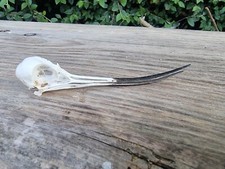Avocet bird skull for sale  HULL