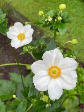 White japanese anemone for sale  Scranton