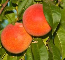 Prunus persica diamond for sale  KING'S LYNN