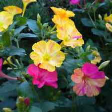Count organic mixed for sale  Lexington