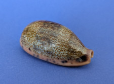 Cypraea caurica elongata d'occasion  Nice-
