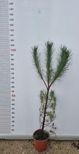 Pianta pinus pinea usato  Altamura