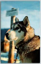 Siberian husky alaska for sale  Mountain Home