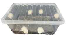 Mushroom growing kit for sale  LITTLEHAMPTON