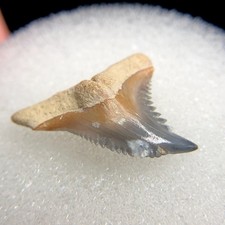 Stunning tiny hemipristis for sale  Palm Harbor
