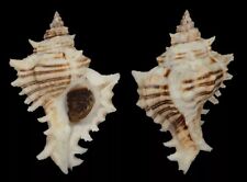 Collectible shell chicoreus d'occasion  Expédié en Belgium