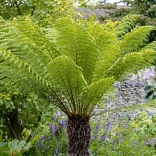 Dicksonia antartica 9cm for sale  PETERBOROUGH