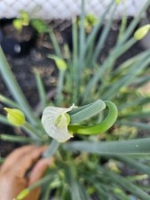 Live perennial onion for sale  Salisbury