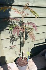 2.5ft ish albizia for sale  WEST MALLING