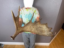 Shiras moose shed for sale  Moscow