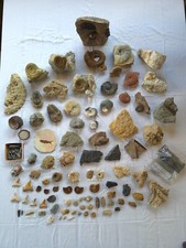 Fossiliensammlung teil text gebraucht kaufen  Luhe-Wildenau