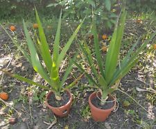 Vaso yucca elephantipes usato  Barcellona Pozzo di Gotto