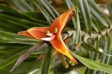 1181vz freycinetia litchi gebraucht kaufen  Dettingen an der Erms