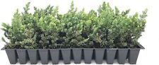 Juniper blue pacific for sale  USA