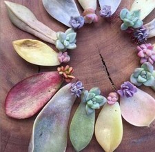 Succulent leaves propagation for sale  San Leandro