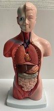 Human torso model for sale  NORTH FERRIBY