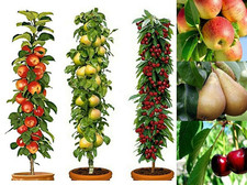Pillar fruit trees for sale  UK