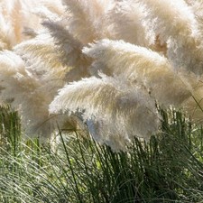 Trawa pampasowa White Feather P9/C1 na sprzedaż  PL