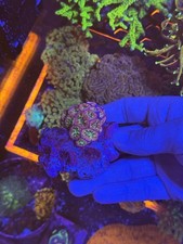 Wysiwyg blasto coral for sale  EBBW VALE
