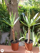 Coppia palmette yucca usato  Durazzano