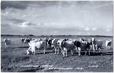 Brahman cattle okeechobee for sale  Orinda