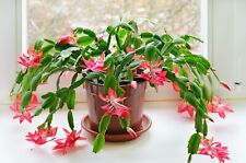 Christmas cactus schlumbergera for sale  NORTHWICH
