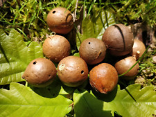 Wild oak galls for sale  TUNBRIDGE WELLS