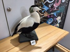 Vögel gebraucht kaufen Vögel gebraucht kaufen Kiel