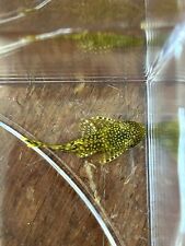 Brown spotted bristlenose for sale  Grand Bay