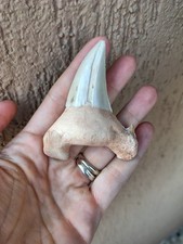 Fossili grande dente usato  Pontedera