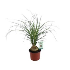 Elefantenfuß beaucarnea nolin gebraucht kaufen  Düsseldorf
