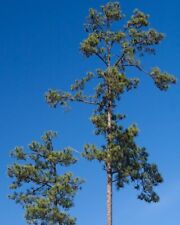 Loblolly pine live for sale  Rock Island