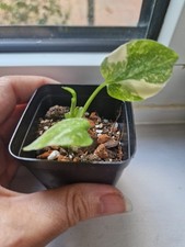 Monstera thai constellation for sale  GILLINGHAM