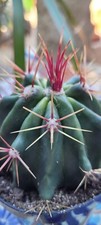 Ferocactus gracilis fire for sale  Garden Grove
