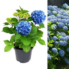 Hydrangea blue large for sale  GLASGOW