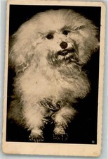 39908284 yorkshire terrier usato  Spedire a Italy