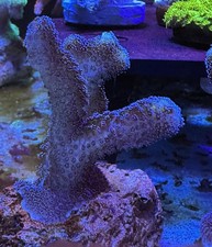 Xxl meerwasser stein gebraucht kaufen Xxl meerwasser stein gebraucht kaufen  Georgsmarienhütte